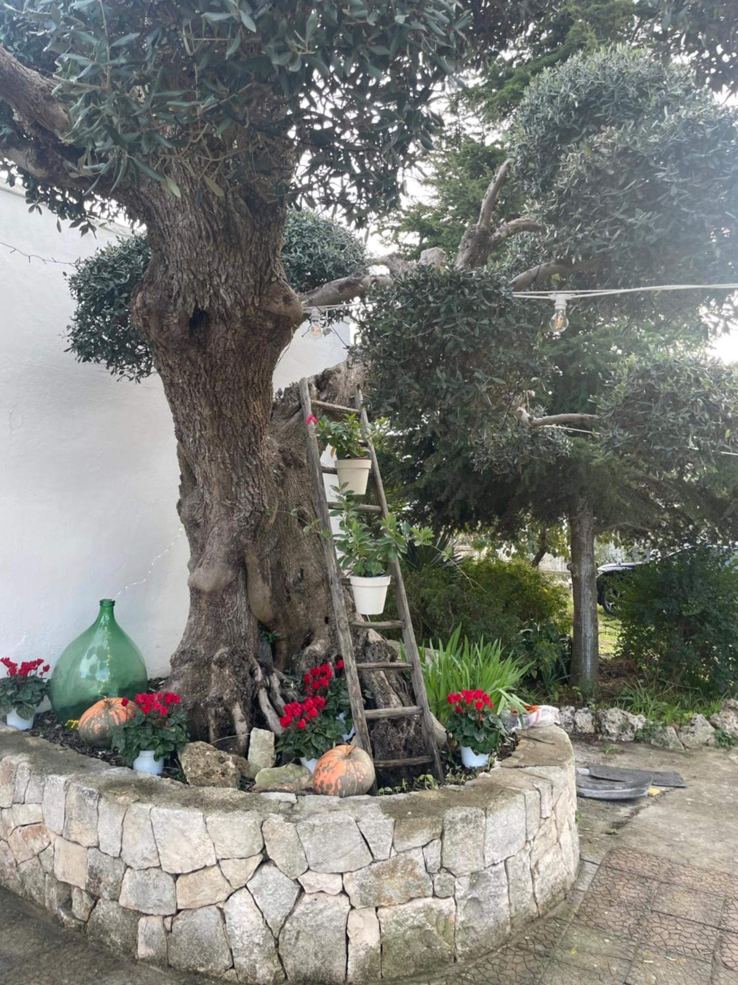 Vila Il Trullo Di Nonno Licchio Alberobello Exteriér fotografie