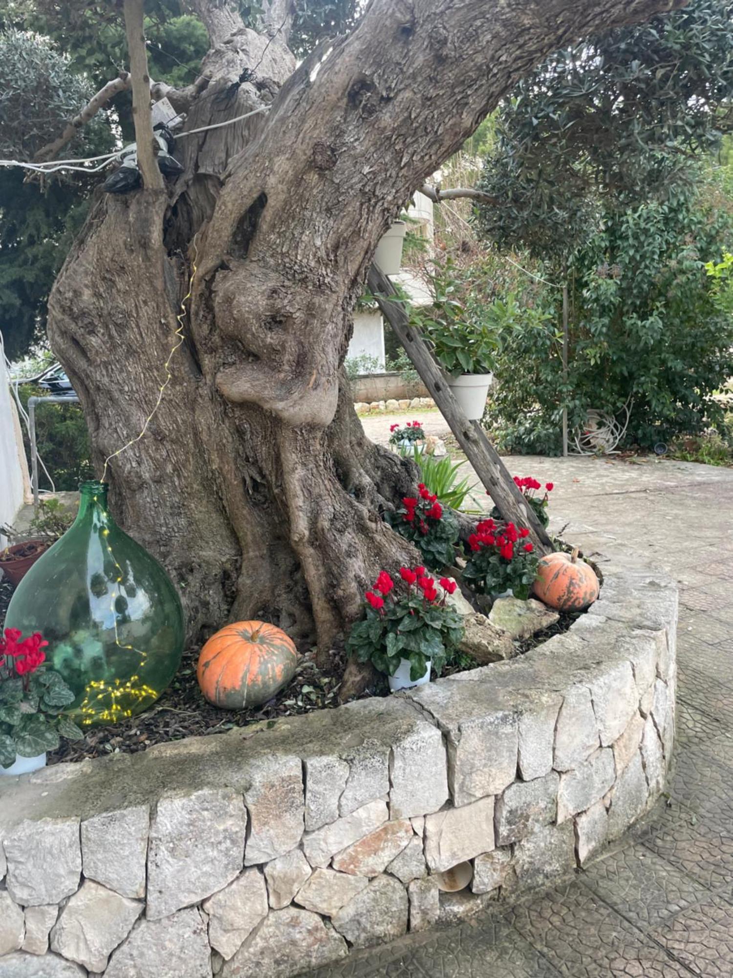 Vila Il Trullo Di Nonno Licchio Alberobello Exteriér fotografie